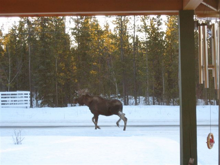 Moose in front of my parent’s house